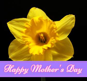 FX №171177 Narcissus flower Pretty Lettering Happy Mothers Day