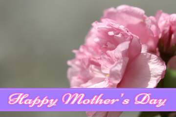 FX №171255 Sakura flower Pretty Lettering Happy Mothers Day