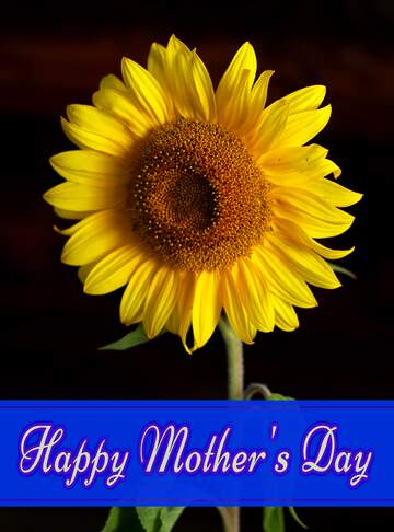 FX №171171 Sunflower flower Pretty Lettering Happy Mothers Day