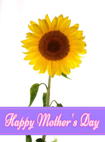 FX №171172 Sunflower flower Pretty Lettering Happy Mothers Day