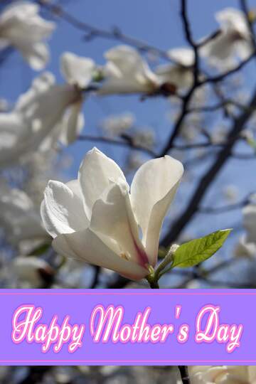 FX №171385 White magnolia flower in early spring Pretty Lettering Happy Mothers Day