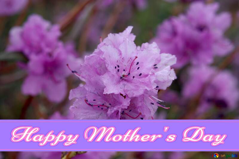 Azalea flower Pretty Lettering Happy Mothers Day №39805