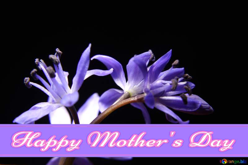 Beautiful blue flower Pretty Lettering Happy Mothers Day №39008