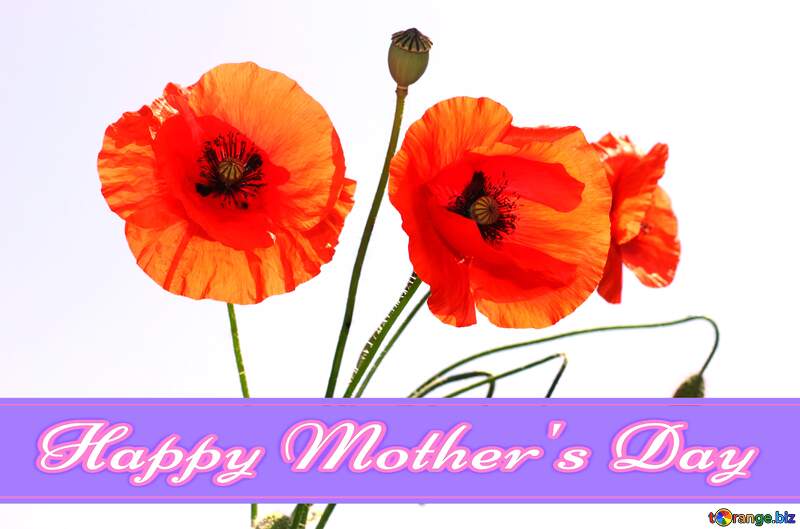 Bouquet of poppies in isolation Pretty Lettering Happy Mothers Day №37136