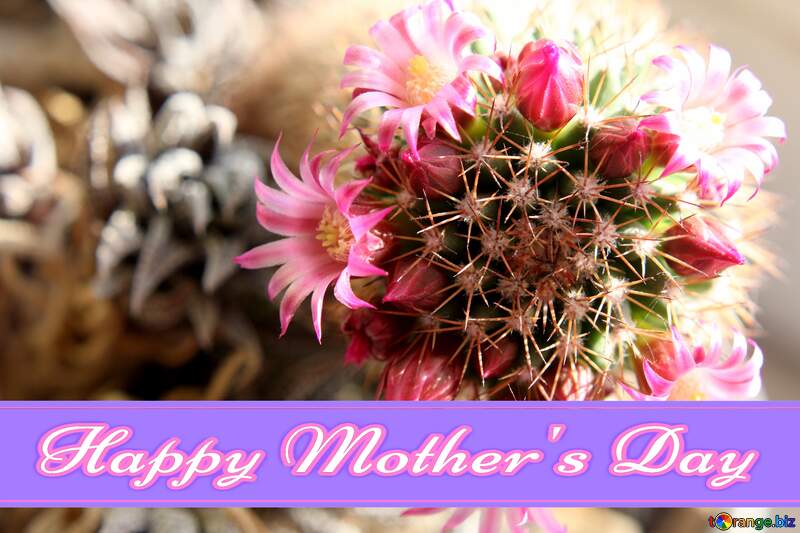 Cactus flowers on the windowsill Pretty Lettering Happy Mothers Day №46595