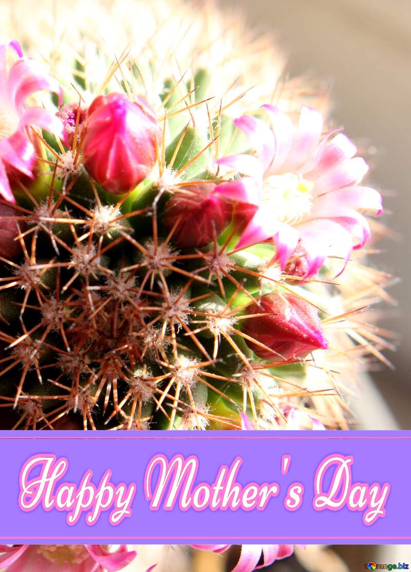 Cactus flowers on the windowsill Pretty Lettering Happy Mothers Day №46596