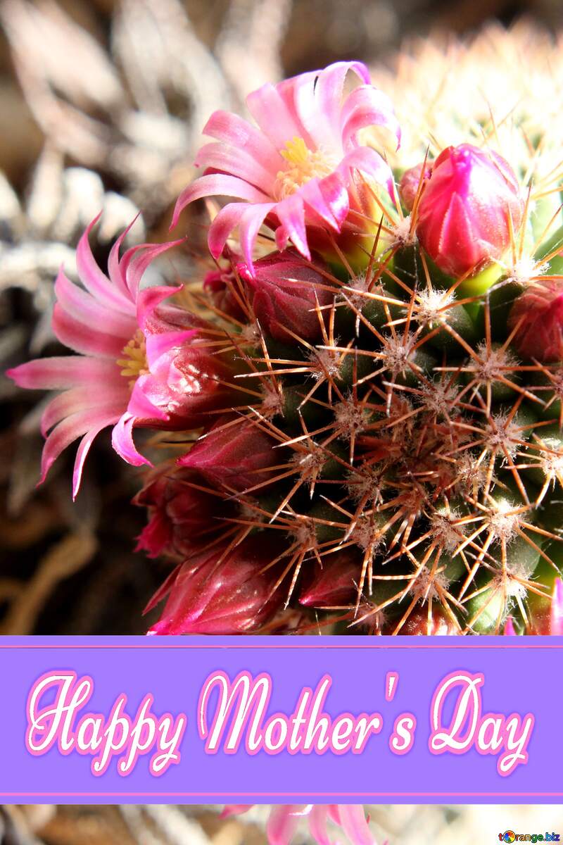 Cactus flowers on the windowsill Pretty Lettering Happy Mothers Day №46597