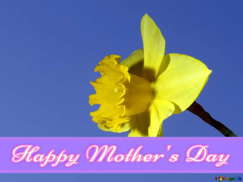 Daffodil Pretty Lettering Happy Mothers Day №30961