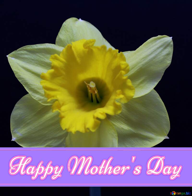Daffodil Pretty Lettering Happy Mothers Day №30907