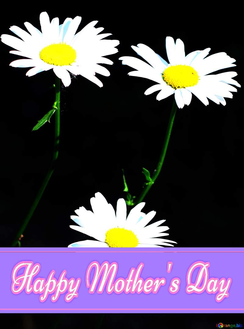 Daisy flowers in isolation Pretty Lettering Happy Mothers Day №33420