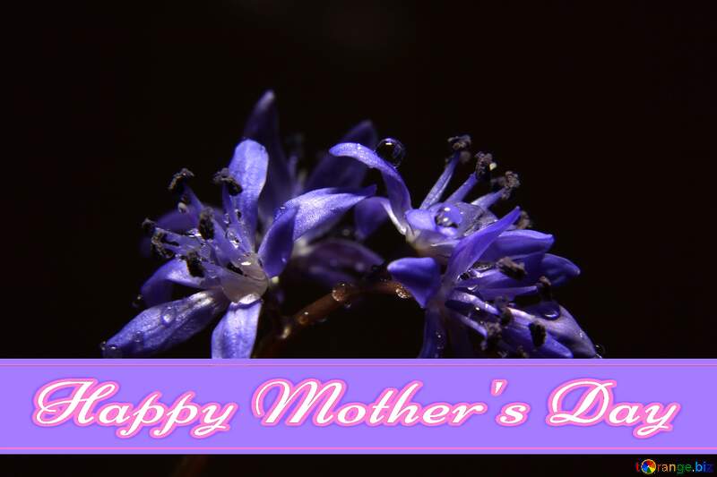 Dark background to monitor with flower Pretty Lettering Happy Mothers Day №38997