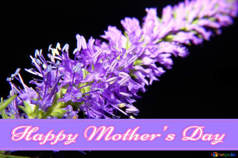 Macro flower background flower Pretty Lettering Happy Mothers Day №33358