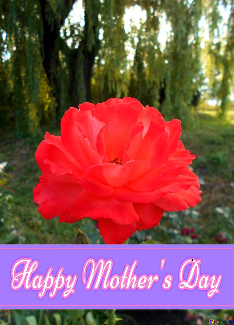 Flower red rose Pretty Lettering Happy Mothers Day №48445