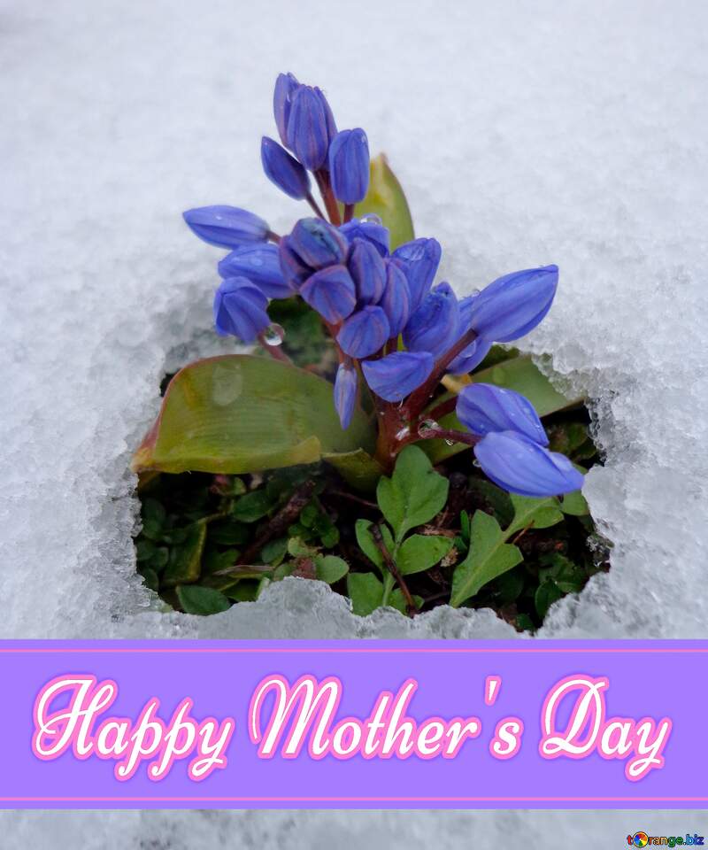 Flower under snow Pretty Lettering Happy Mothers Day №43139