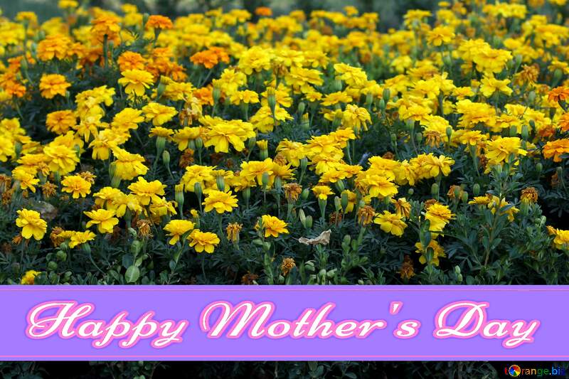 Marigold flowers Pretty Lettering Happy Mothers Day №39634