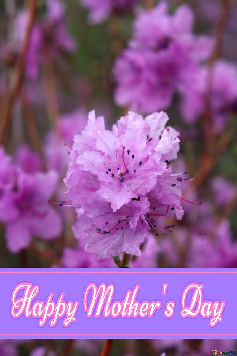 Rhododendron Flower Pretty Lettering Happy Mothers Day №39804