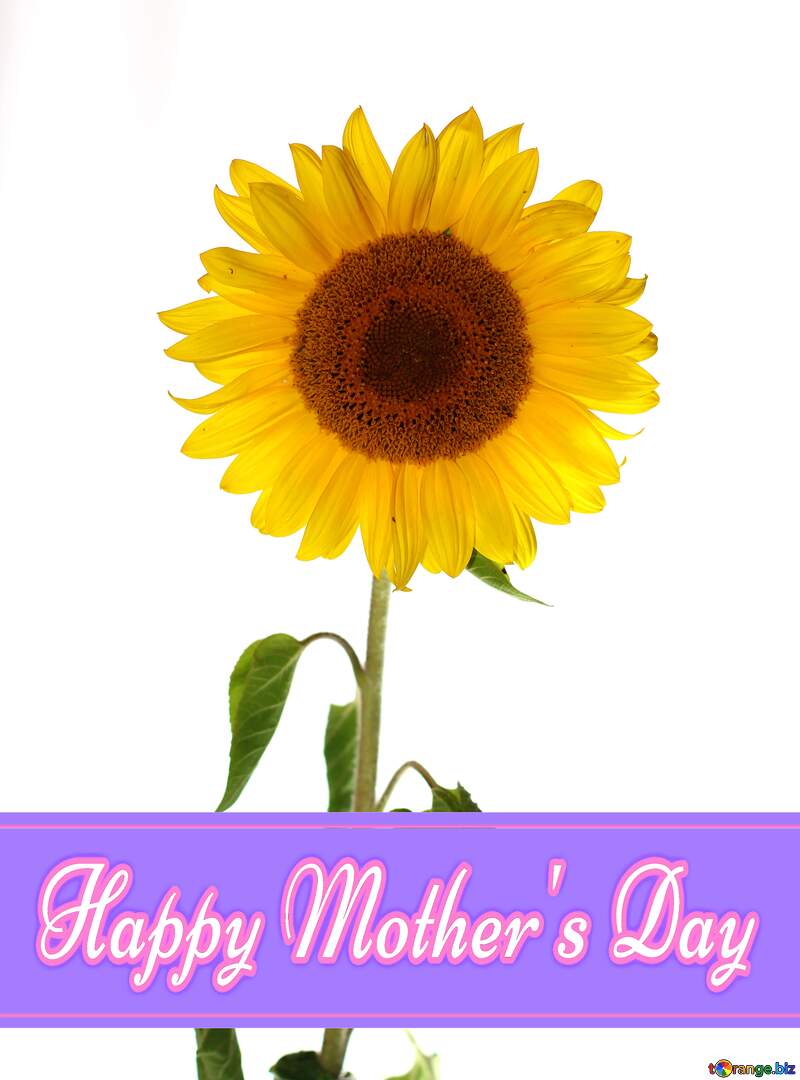 Sunflower flower Pretty Lettering Happy Mothers Day №32794