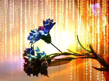 FX №172082 Cornflower flower of foamirana Red Digital technology background with binary code