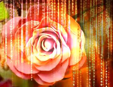 FX №172081 Rose flower from foamirana Red Digital technology background with binary code