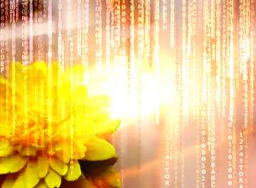FX №172083 Yellow flower of foamirana Red Digital technology background with binary code