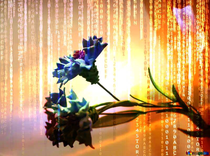 Cornflower flower of foamirana Red Digital technology background with binary code №48636