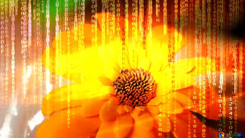 Gerbera flower of foamirana Red Digital technology background with binary code №48630