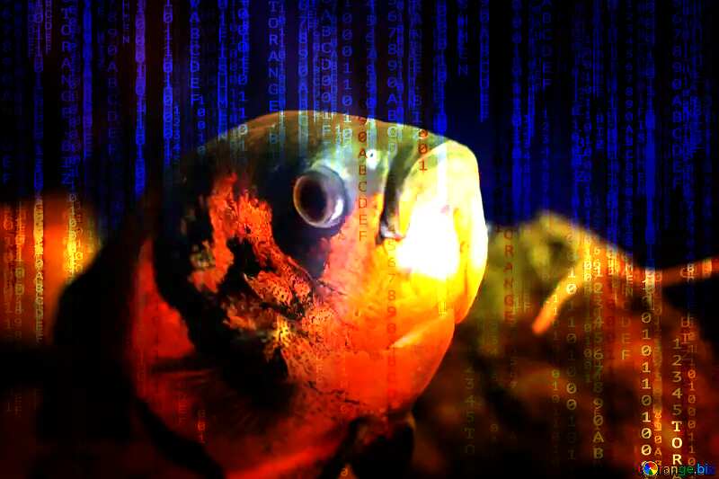 Most of the fish in the aquarium Red Digital technology background with binary code №48661