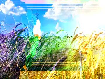 FX №173967 Agribusiness rye field Tech business information concept image for presentation