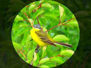 FX №174146 Yellow bird circle frame long tail