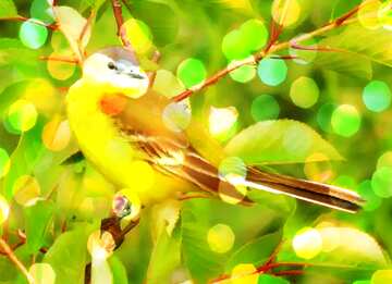 FX №174162 Background long tail Yellow bird