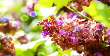 FX №174247 Spring Flower Lilac branch bokeh background