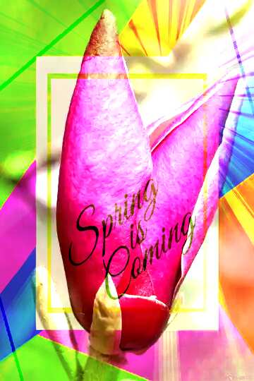 FX №174797 Velvet Spring Flower Colorful illustration template frame with Rays of sunlight and Lettering...