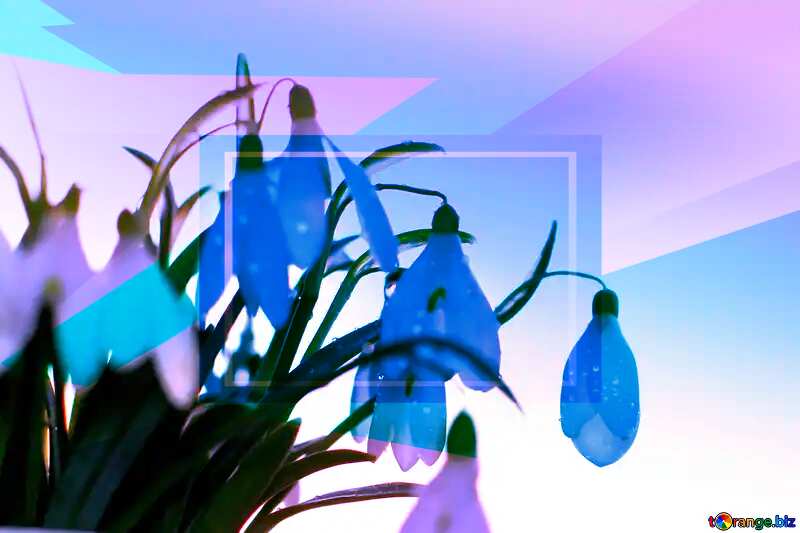 For the desktop background wallpaper spring Snowdrop Blue blank illustration template geometric frame №37974