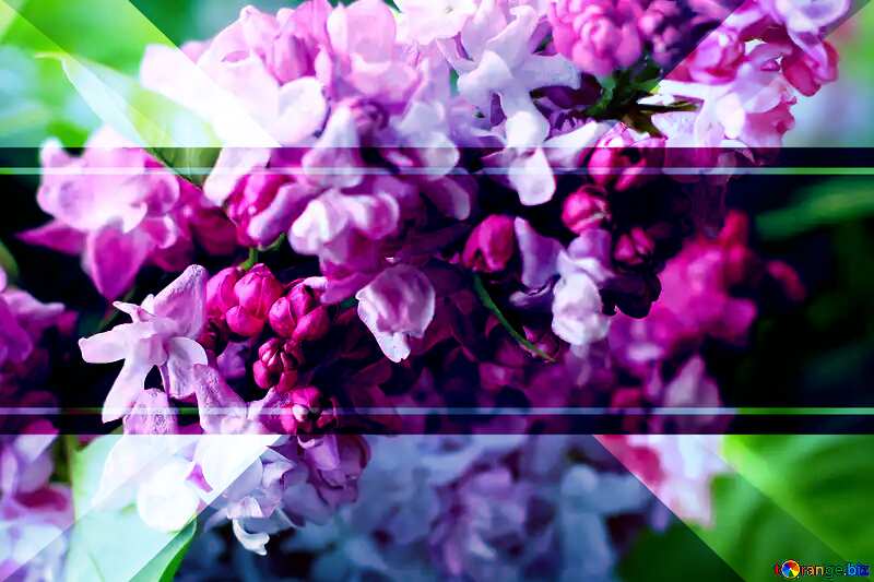 Flowers lilac bushes Blue toned illustration template frame №37484