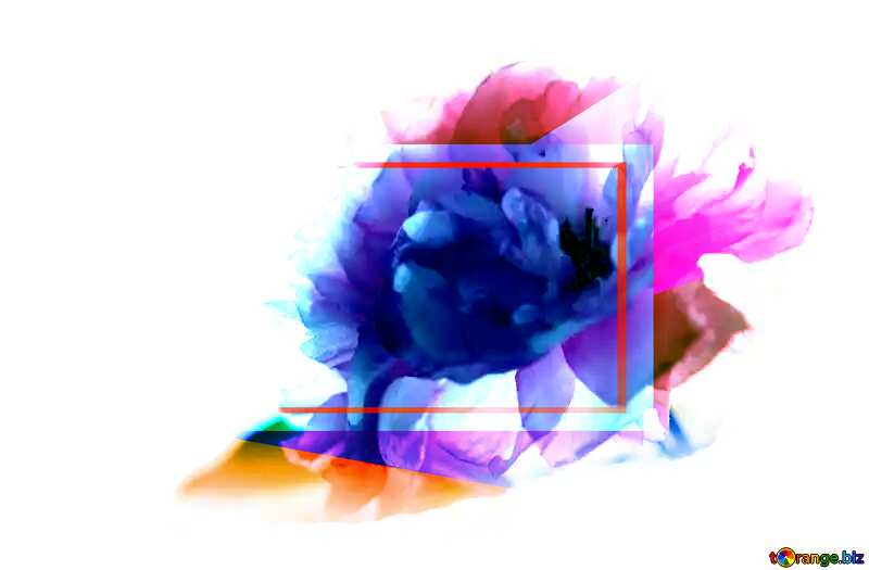 Sakura flower isolated on white background Colorful blank illustration template geometric frame №48544