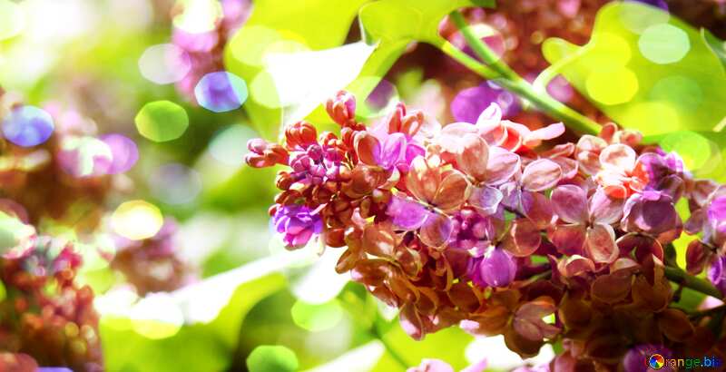 Spring Flower Lilac branch bokeh background №4828