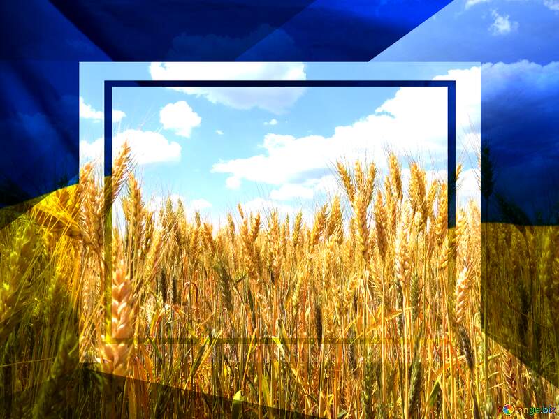 Ukrainian wheat Ukrainian illustration template frame №27257