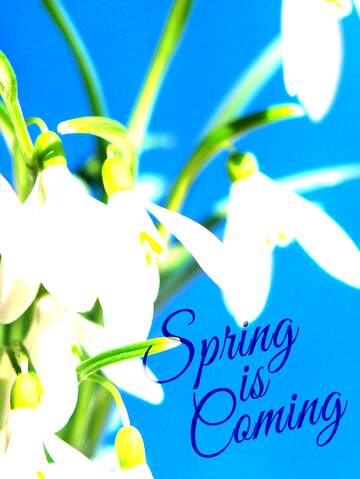 FX №175718 Background for spring cards flowers 