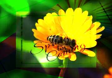FX №175154 Bee on flower template card frame with inscription Spring is Coming