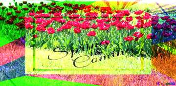 FX №175619 A flower bed of red tulips template card frame with inscription Spring is Coming