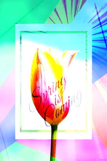 FX №175087 Flower of Tulip template card frame with inscription Spring is Coming