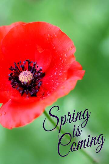 FX №175735 Poppy card Spring is coming