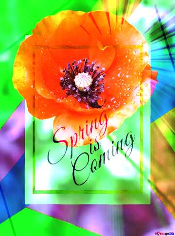 FX №175272 Poppy flower template card frame with inscription Spring is Coming