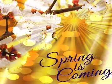FX №175903 Spring flowering tree Spring is coming