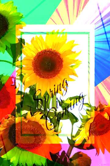 FX №175405 Sunflowers on blue background template card frame with inscription Spring is Coming