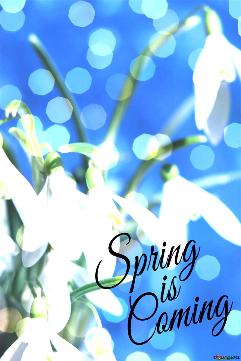 Background cards flowers Spring is coming №38335