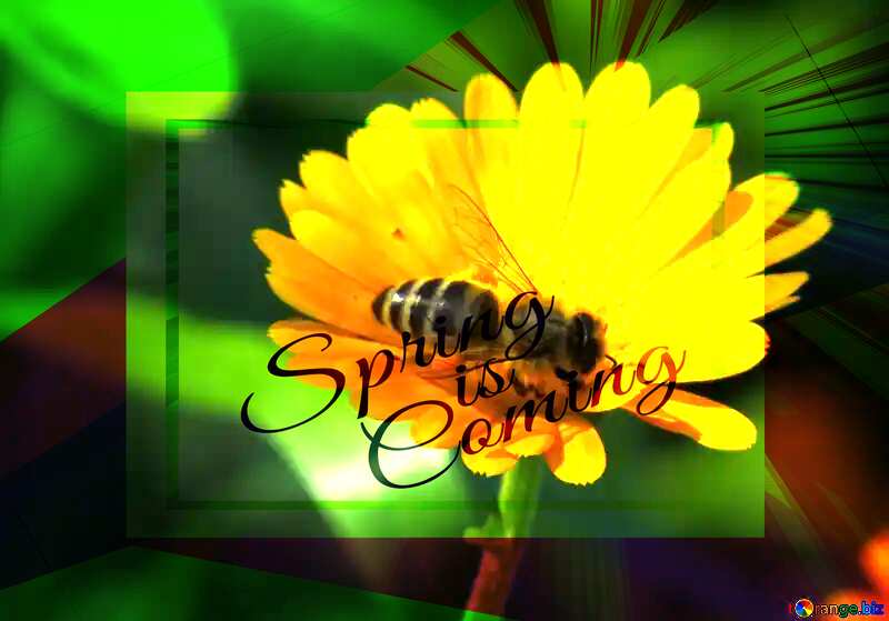 Bee on flower template card frame with inscription Spring is Coming №36997