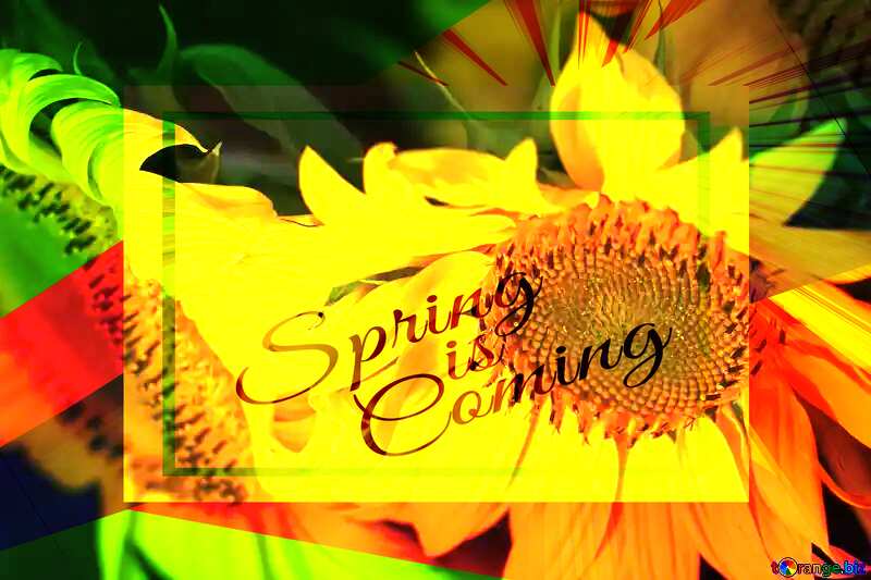 Bright sunflower template card frame with inscription Spring is Coming №32805
