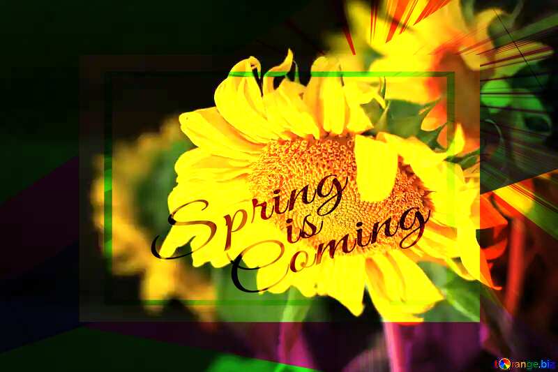 A dark background with flower template card frame with inscription Spring is Coming №32809