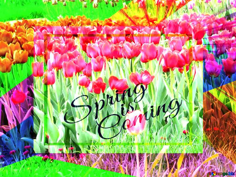 Flowers on victory day template card frame with inscription Spring is Coming №31232